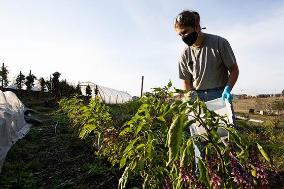 Photo of a masked Chatham University student working in the agroecology garden on 伊甸堂校园